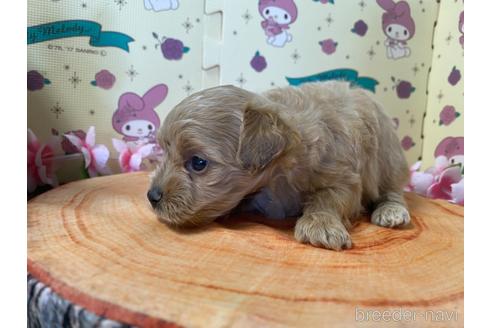 成約済の栃木県のチワプー:チワワ×トイプードル-179931の3枚目