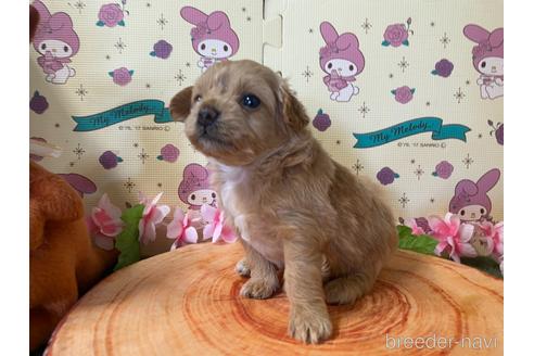 成約済の栃木県のチワプー:チワワ×トイプードル-179932の1枚目