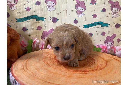 成約済の栃木県のチワプー:チワワ×トイプードル-179932の4枚目