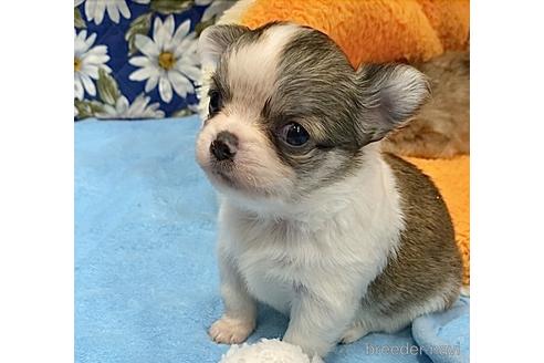 成約済の神奈川県のチワワ(ロングコート)-179995の47枚目