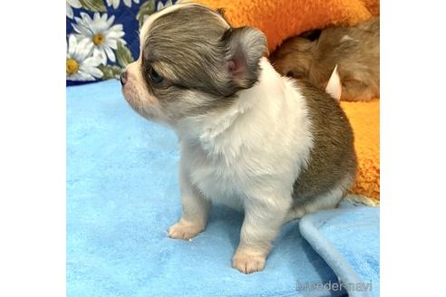 成約済の神奈川県のチワワ(ロングコート)-179995の46枚目