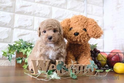 成約済の滋賀県のトイプードル-179967の1枚目