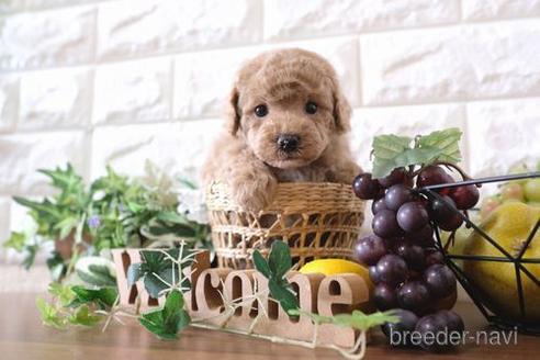 成約済の滋賀県のトイプードル-179967の5枚目