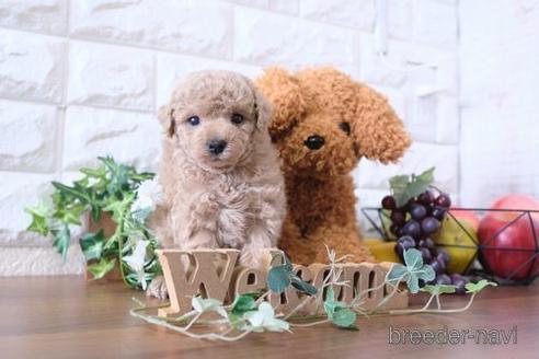 成約済の滋賀県のトイプードル-179969の1枚目