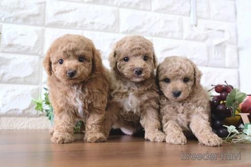 成約済の滋賀県のトイプードル-179969の2枚目