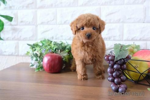 成約済の滋賀県のトイプードル-179553の1枚目