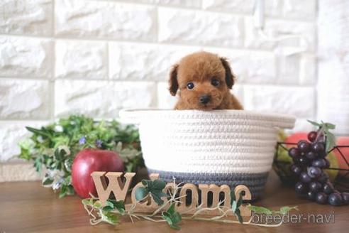 成約済の滋賀県のトイプードル-179553の7枚目