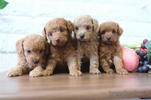 成約済の滋賀県のトイプードル-179553の4枚目