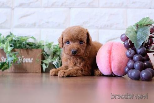 成約済の滋賀県のトイプードル-179553の3枚目