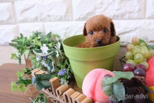 成約済の滋賀県のトイプードル-179553の2枚目