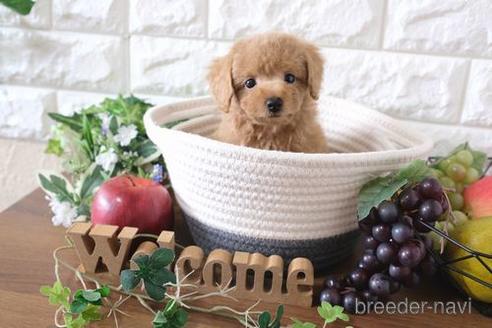 成約済の滋賀県のトイプードル-178088