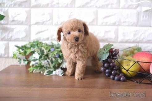 成約済の滋賀県のトイプードル-178088の7枚目