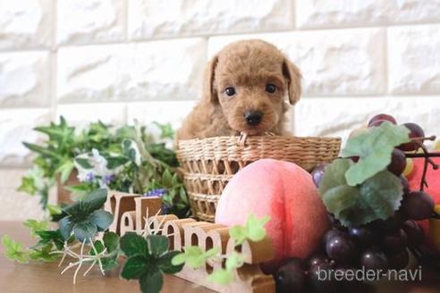 成約済の滋賀県のトイプードル-178088の3枚目
