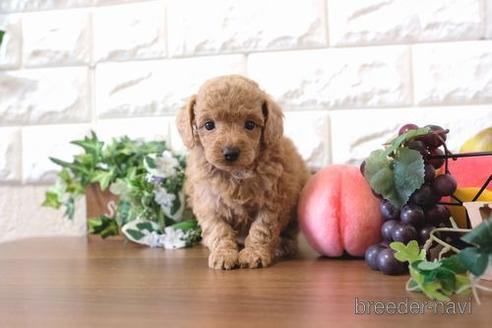 成約済の滋賀県のトイプードル-178088の2枚目