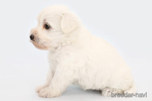 成約済の神奈川県のミックス犬-178332の3枚目