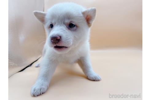 成約済の東京都の柴犬-180622の2枚目