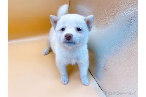 成約済の東京都の柴犬-180622