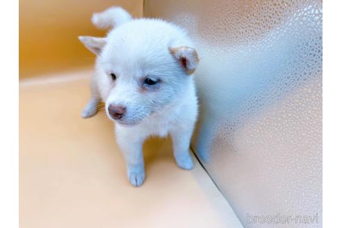 成約済の東京都の柴犬-180622の3枚目