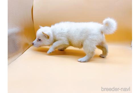 成約済の東京都の柴犬-180622の4枚目