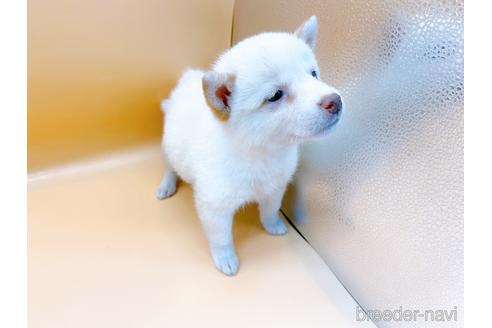 成約済の東京都の柴犬-180622の5枚目