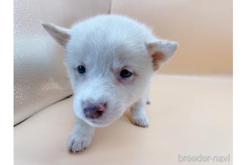 成約済の東京都の柴犬-180622の6枚目