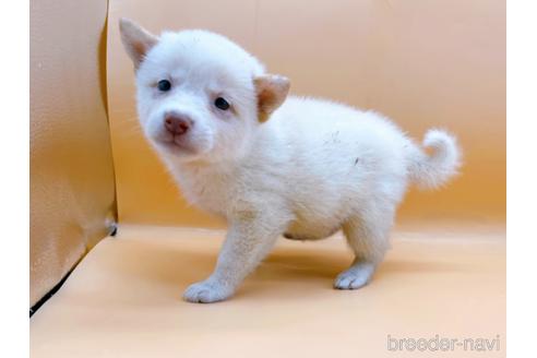 成約済の東京都の柴犬-180622の7枚目