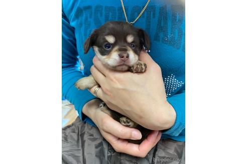 成約済の静岡県のチワックス:チワワ×ミニチュアダックスフンド-177429の2枚目