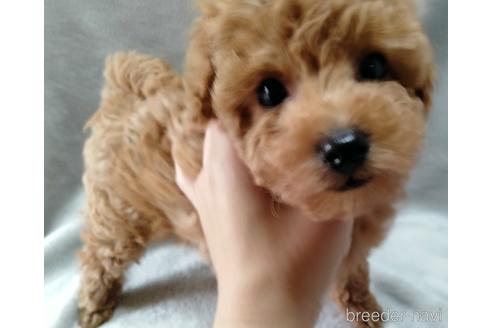 成約済の埼玉県のトイプードル-174996の5枚目