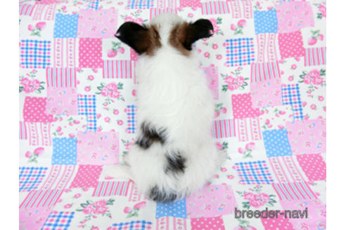 成約済の千葉県のパピヨン-176915の9枚目