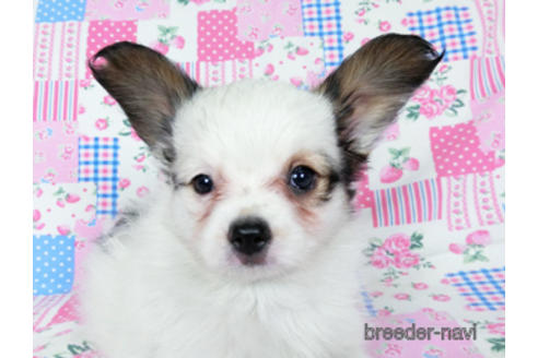 成約済の千葉県のパピヨン-176915の12枚目