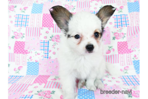 成約済の千葉県のパピヨン-176915の11枚目