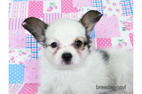 成約済の千葉県のパピヨン-176915の10枚目