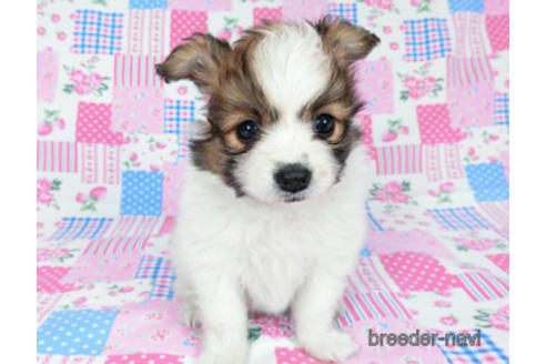 成約済の千葉県のパピヨン-178730の3枚目