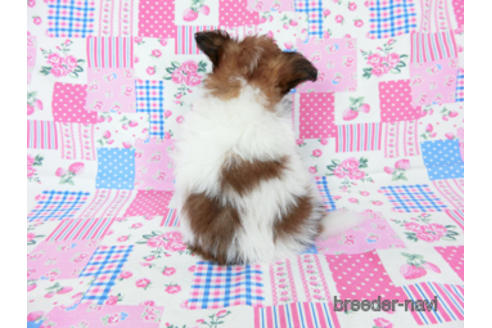 成約済の千葉県のパピヨン-178730の4枚目