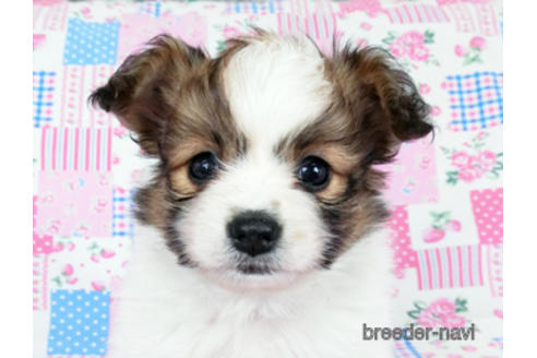 成約済の千葉県のパピヨン-178730の1枚目