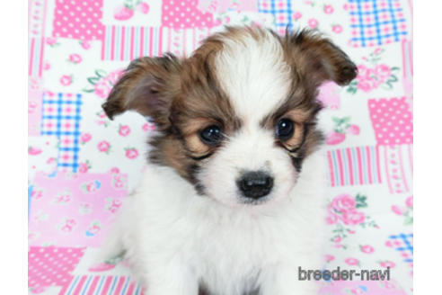 成約済の千葉県のパピヨン-178730の2枚目