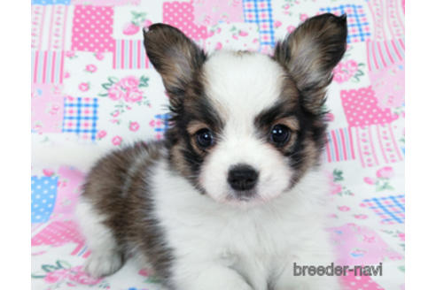 成約済の千葉県のパピヨン-178726の9枚目