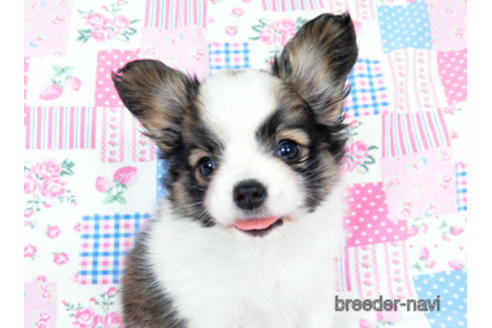 成約済の千葉県のパピヨン-178726の10枚目