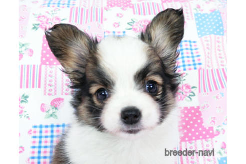 成約済の千葉県のパピヨン-178726の11枚目