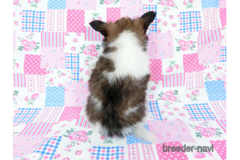 成約済の千葉県のパピヨン-178726の12枚目