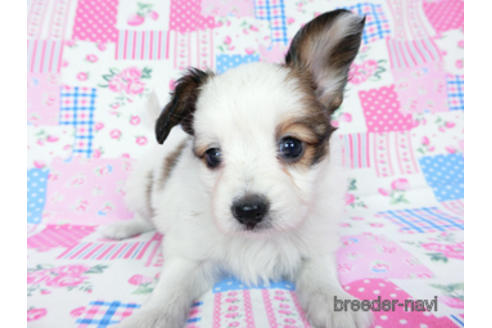 成約済の千葉県のパピヨン-178911の6枚目