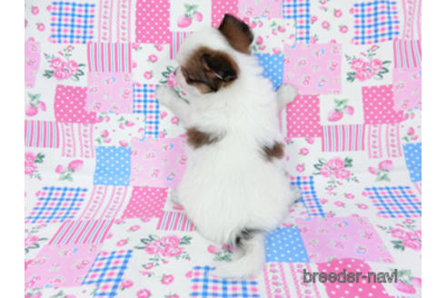 成約済の千葉県のパピヨン-178911の8枚目