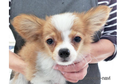 成約済の千葉県のパピヨン-171097の4枚目