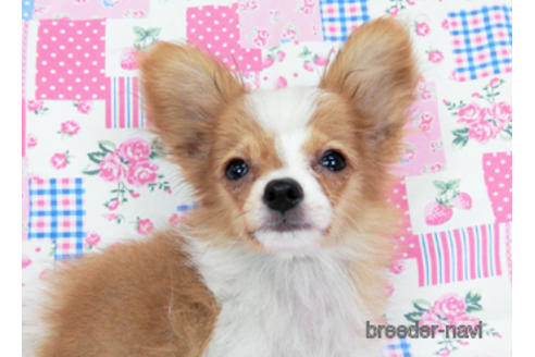 成約済の千葉県のパピヨン-171097の1枚目