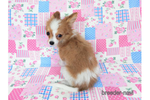 成約済の千葉県のパピヨン-171097の3枚目