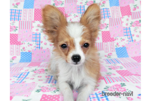 成約済の千葉県のパピヨン-171097の2枚目