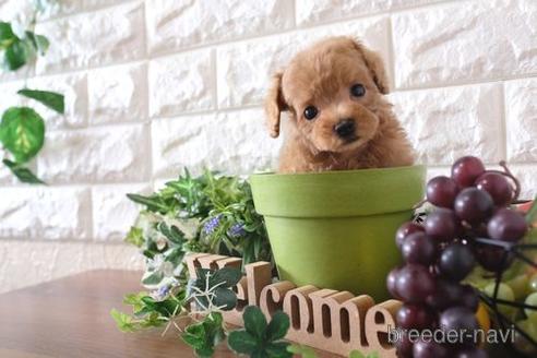 成約済の滋賀県のトイプードル-178091の1枚目