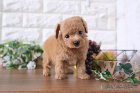 成約済の滋賀県のトイプードル-178091の7枚目
