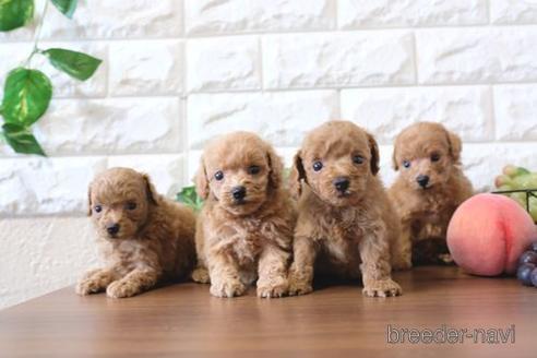 成約済の滋賀県のトイプードル-178091の4枚目