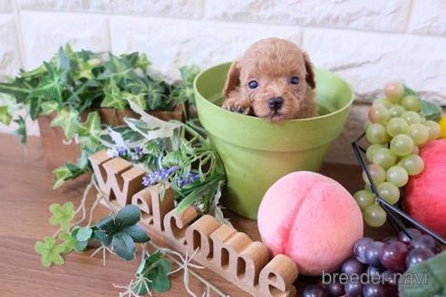 成約済の滋賀県のトイプードル-178091の3枚目